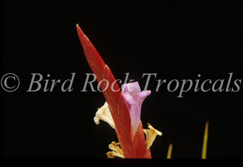 Tillandsia dura (lg. form)