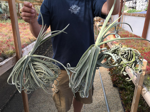 Tillandsia duratii GIANT CLONE