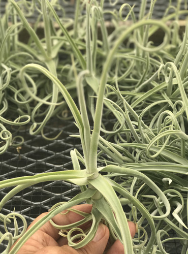 Tillandsia duratii GIANT CLONE