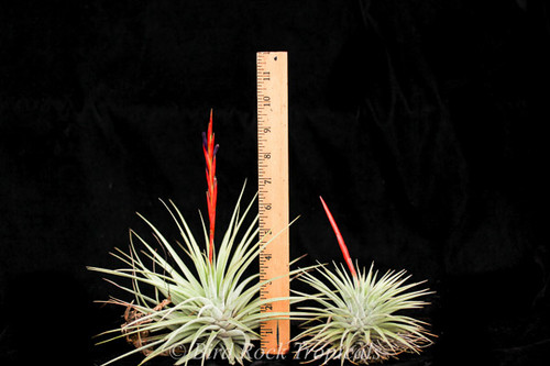 Tillandsia espinosae, lg. form