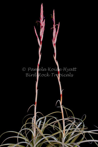 Tillandsia exserta (Small form)