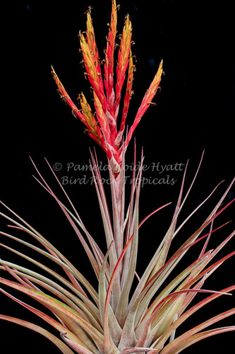 Tillandsia fasciculata v. clavispica