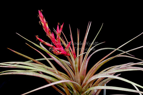 Tillandsia fasciculata v. densispica (Dominican Republic)