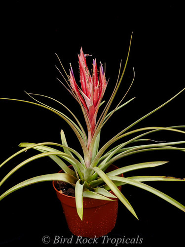 Tillandsia fasciculata v. densispica (Panama)