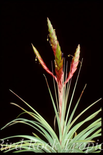 Tillandsia fasciculata var. fasciculata