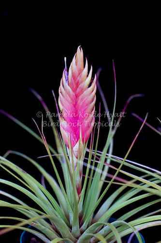 Tillandsia fasciculata, pink spike