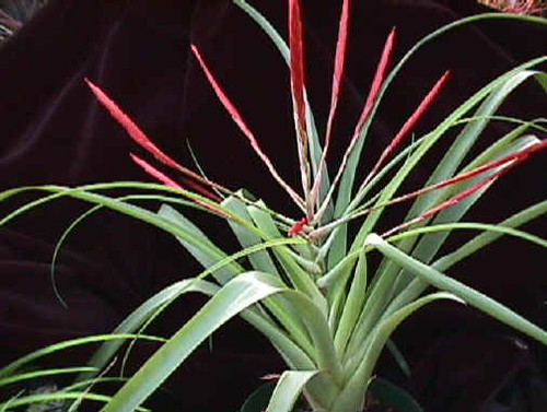 Tillandsia flabellata v. viridifolia