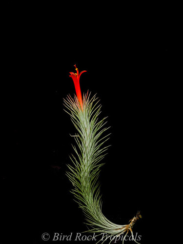 Tillandsia funckiana
