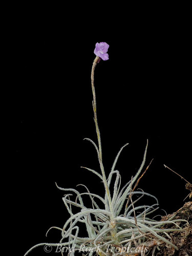 Tillandsia graomogolensis