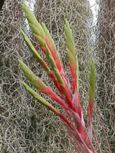 Tillandsia inopinata