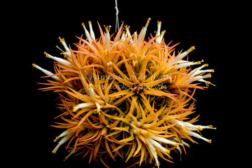Tillandsia ionantha 'Druid'