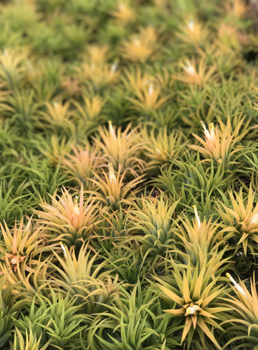 Tillandsia ionantha 'Druid'