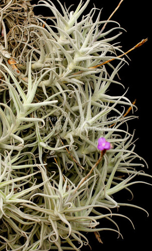 Tillandsia paleacea