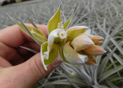 Tillandsia pohliana