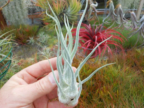Tillandsia pruinosa (Columbia)