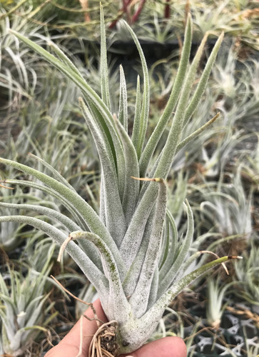 Tillandsia pueblensis