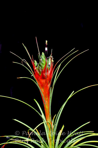 Tillandsia punctulata