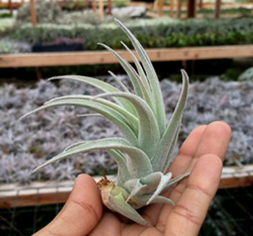 Tillandsia recurvifolia var. subsecundifolia