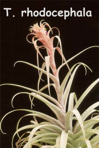 Tillandsia rhodocephala