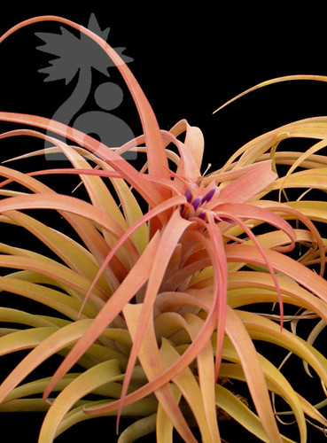 Tillandsia riohondoensis