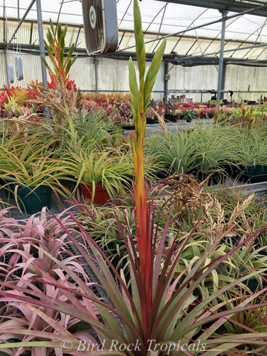 Tillandsia rodrigueziana