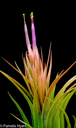 Tillandsia scaposa