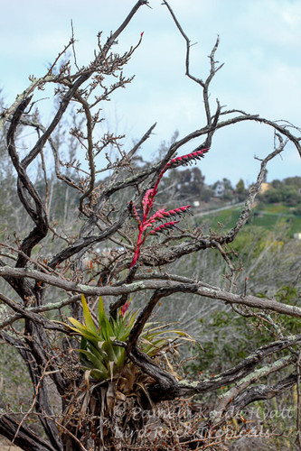 Tillandsia secunda v. major (vivipara)