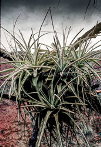 Tillandsia straminea (thick leaf form)