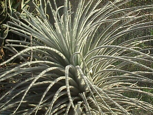 Tillandsia tectorum (Peru)