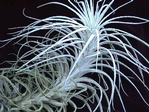 Tillandsia tectorum (caulescent)