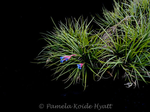 Tillandsia tenuifolia (Blue flowers)