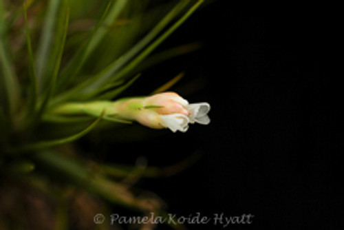 Tillandsia tenuifolia 'alba'