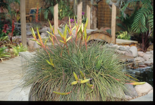 Tillandsia tricolor v. tricolor (Mexico)