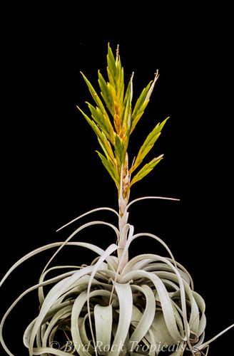 Tillandsia xerographica