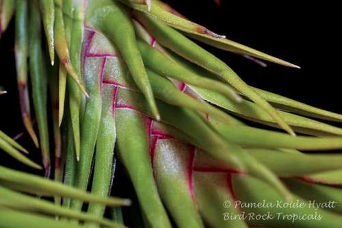 Tillandsia Joel's Twisted Sister