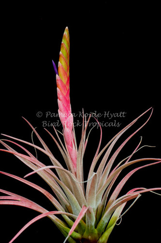 Tillandsia Dagger - (T chiapensis x tricolor)