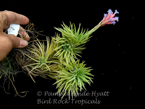 Tillandsia Blue Bells - (T. neglecta x araujei)