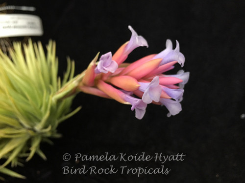 Tillandsia Blue Bells - (T. neglecta x araujei)