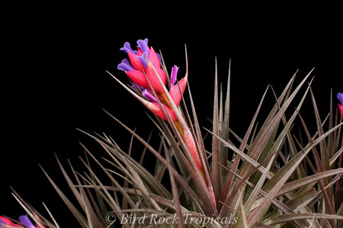 Tillandsia Dark Star