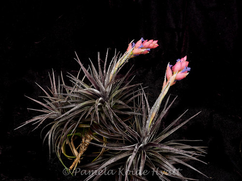 Tillandsia Dark Star