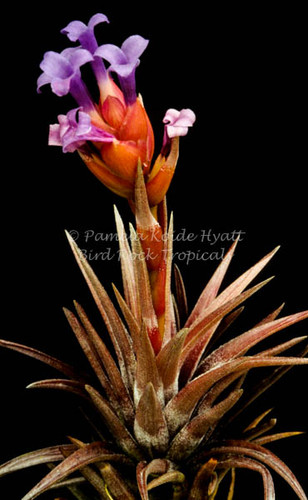 Tillandsia neglecta (red/bronze form)