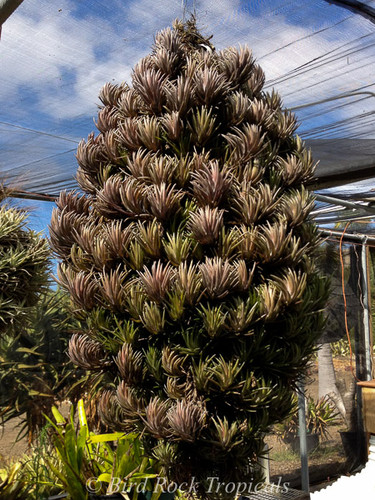 Tillandsia neglecta (red/bronze form)