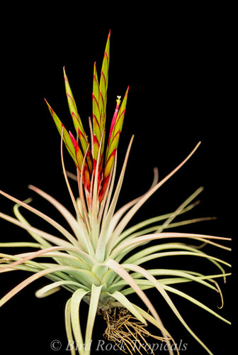 Tillandsia concolor