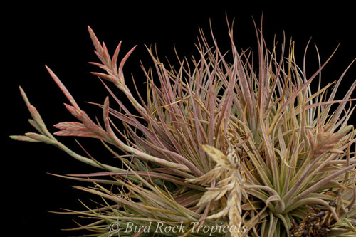 Tillandsia didisticha