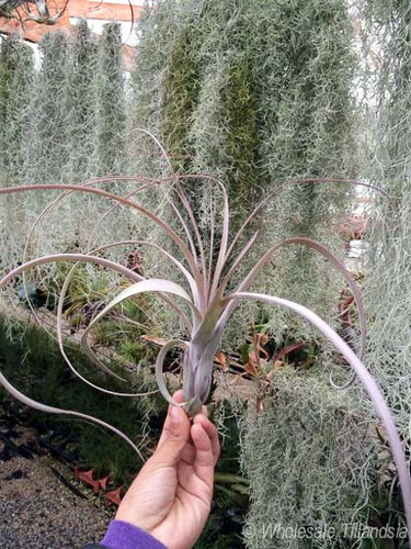 Tillandsia balbisiana