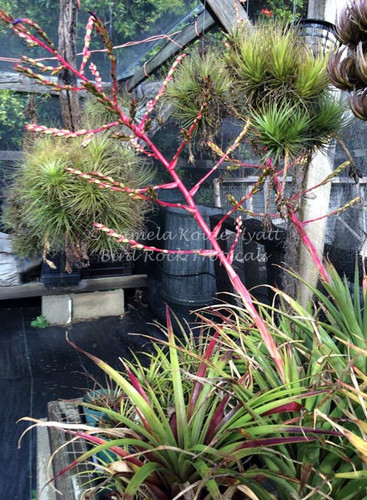 Tillandsia extensa