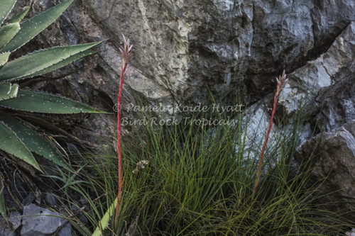 Tillandsia hammeri