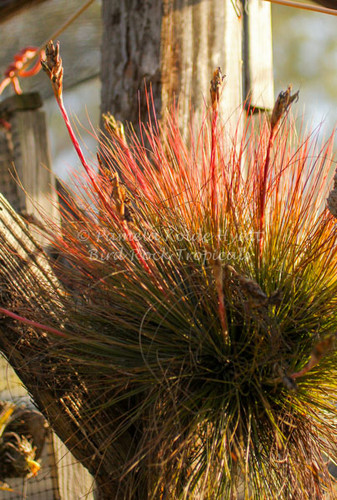 Tillandsia juncifolia