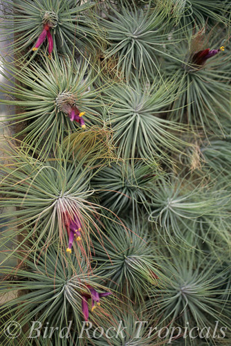 Tillandsia magnusiana