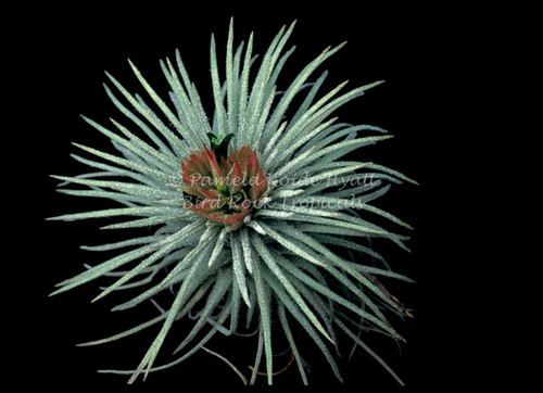 Tillandsia mauryana